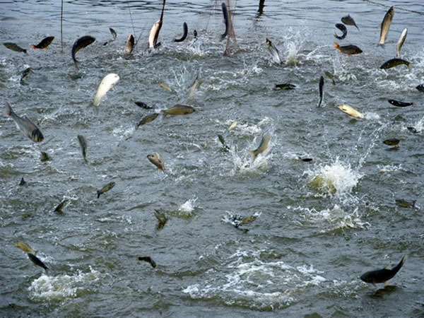 大型水產(chǎn)養(yǎng)殖需要什么機械設備？